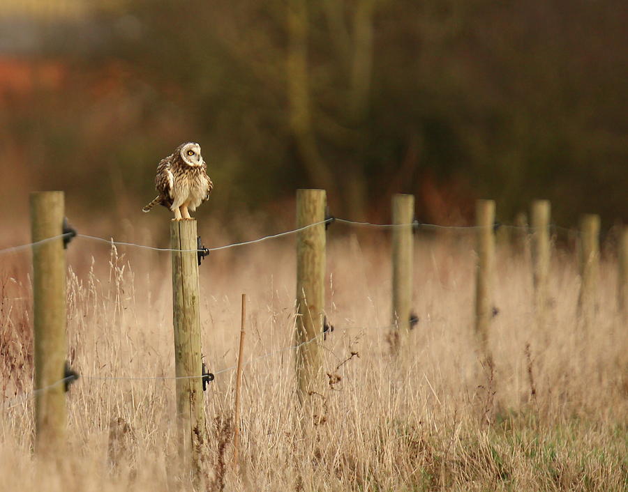 Short Eared Owl #1 Photograph by Mikemcken