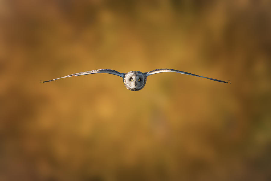 Short-eared Owl #1 Photograph by Tony  Xu