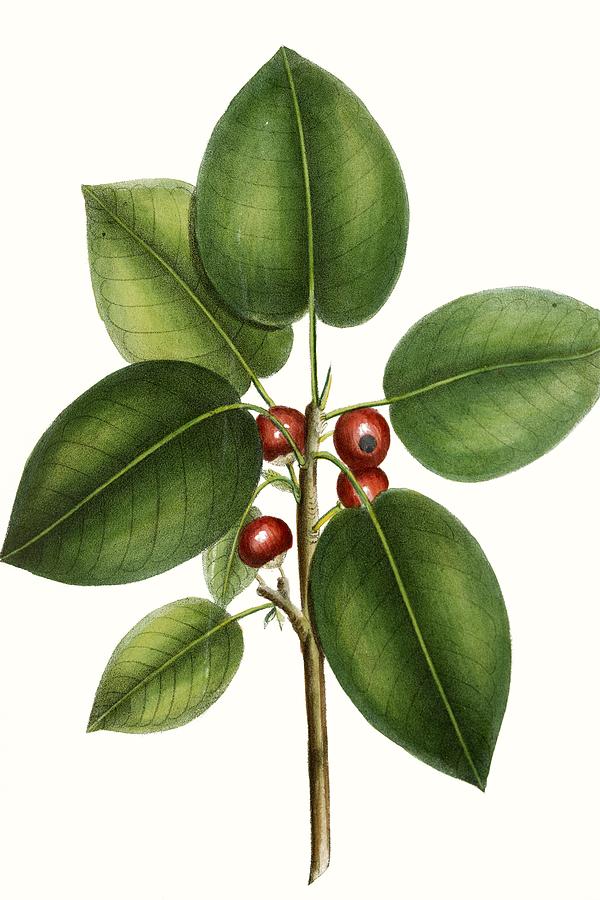 Botanical Painting - Short Leaved Fig Tree #1 by Thomas Nuttall