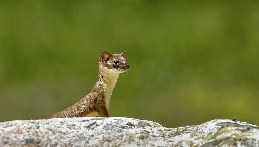 Short Tail Weasel #1 Photograph by Ronnie And Frances Howard