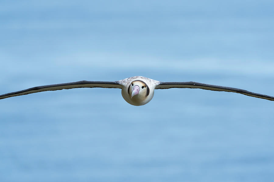 Short-tailed Albatross Flying #1 Photograph by Tui De Roy