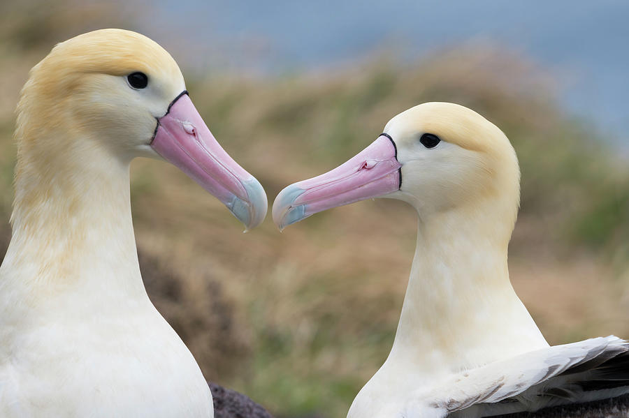 Short-tailed Albatross Nesting Pair #1 Photograph by Tui De Roy