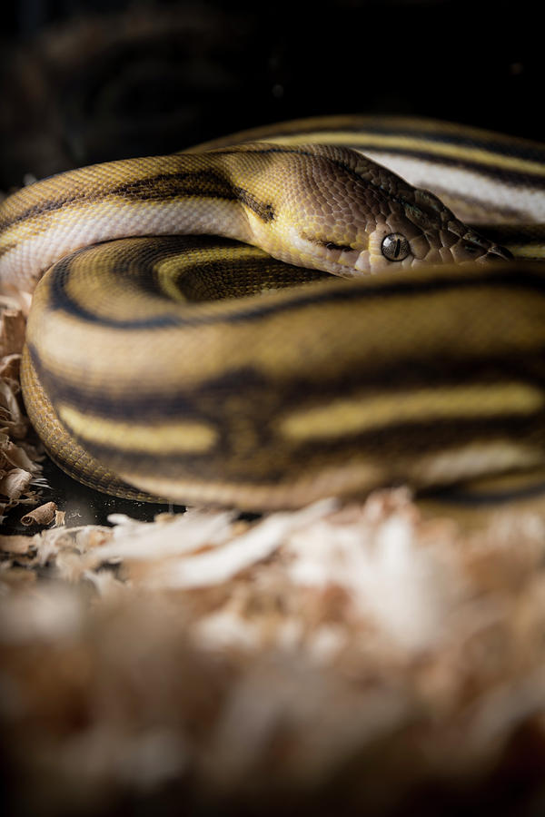 Shy Ball Python Photograph by Danny Pugh Fine Art America