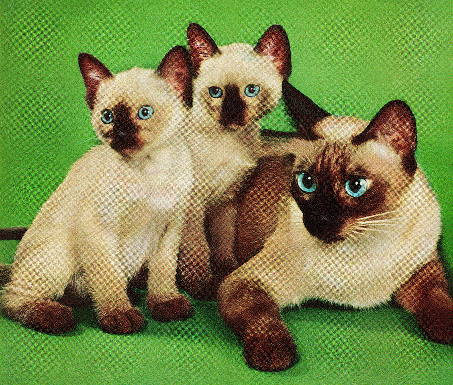 Vintage Drawing - Siamese Cat and Her Kittens #1 by CSA Images