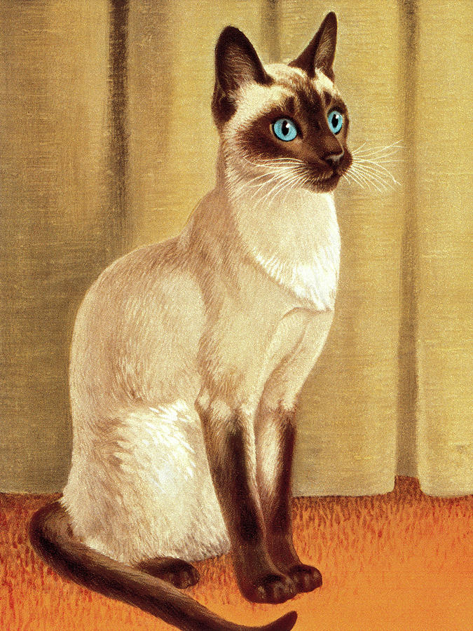 Vintage Drawing - Siamese Cat #1 by CSA Images