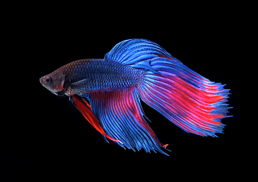 Siamese Fighting Fish by Mark Mawson