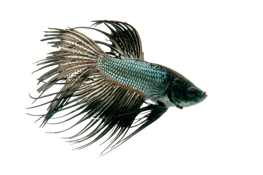 Siamese Fighting Fish Or Betta #1 Photograph by David Kenny