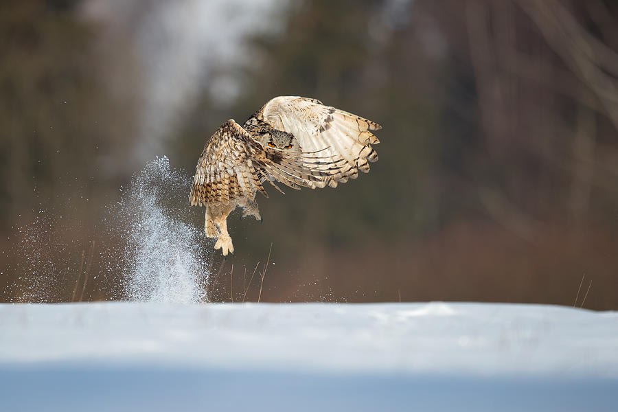 Siberian Eagle Owl #1 Photograph by Milan Zygmunt