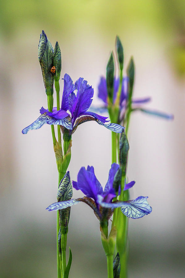 Siberian Iris #1 Photograph by Mark Mille
