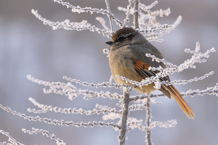 Siberian Jay Putoransky State Nature Reserve, Putorana #1 Photograph by Sergey Gorshkov / Naturepl.com Siberian Jay Putoransky State Nature Reserve, Putorana #1 Photograph by Sergey Gorshkov / Naturepl.com