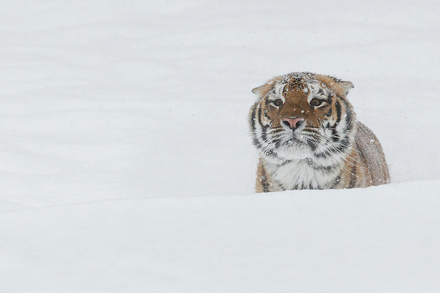 Siberian Tiger, Amur Tiger, Panthera #1 Photograph by Sarah Darnell
