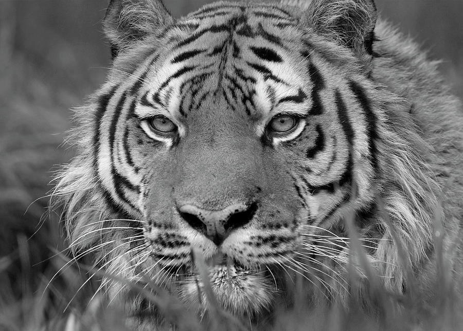 Siberian Tiger Portrait #1 Photograph by Tim Fitzharris