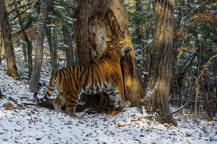 Siberian Tiger Scent Marking Tree In Snowy Forest By #1 Photograph by ...