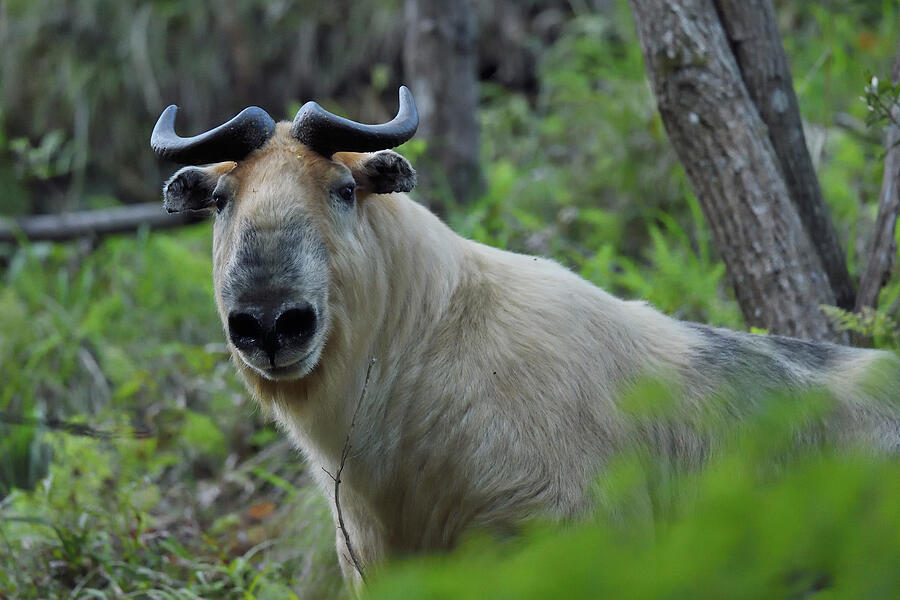 Sichuan Or Tibetan Takin Walking Through A Forest In #1 Photograph by Staffan Widstrand / Wild Wonders Of China / Naturepl.com Sichuan Or Tibetan Takin Walking Through A Forest In #1 Photograph by Staffan Widstrand / Wild Wonders Of China / Naturepl.com