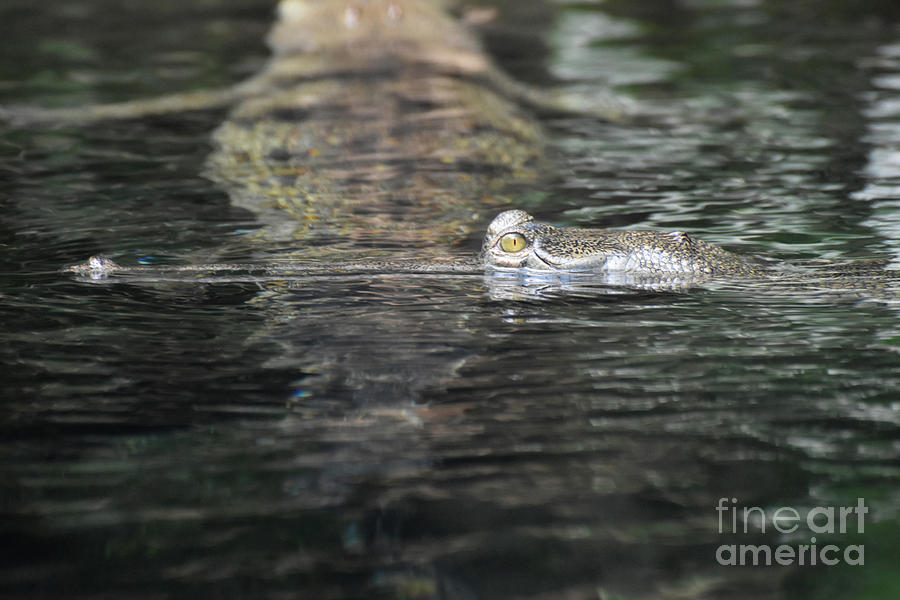 Side Profile of a Gharial Swimming in a River #1 Photograph by DejaVu Designs