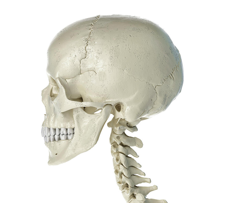 human skull profile