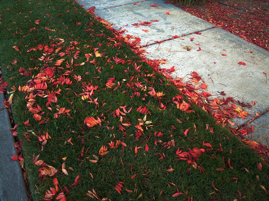 Signs of Autumn #2 Photograph by Richard Thomas