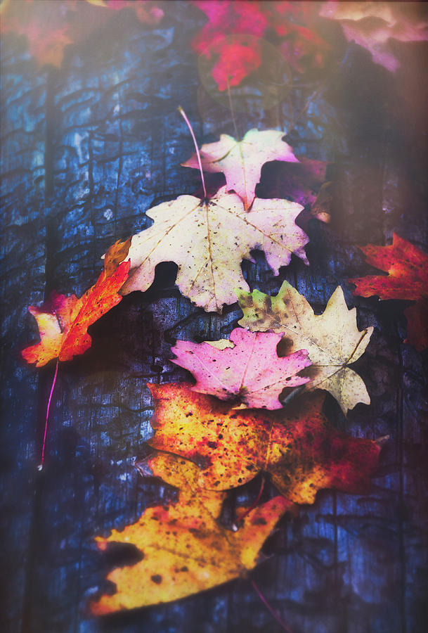 Signs Of Autumn  #1 Photograph by Saija Lehtonen