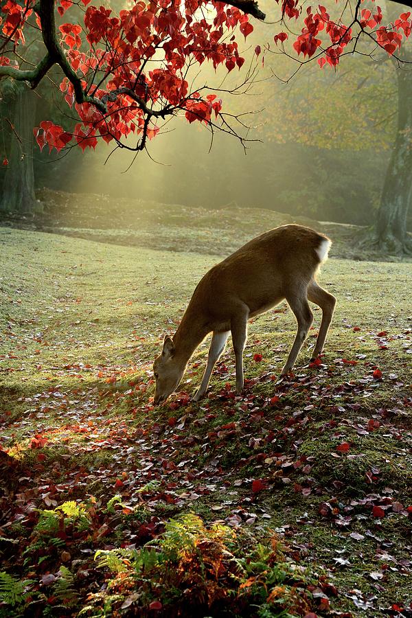 Sika Deer In Morning Light #1 Photograph by Myu-myu