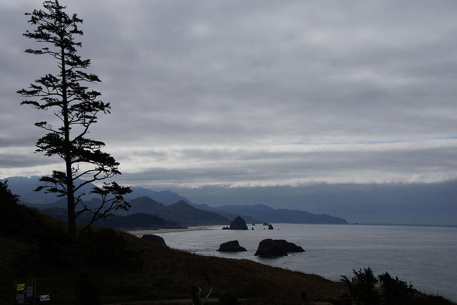 Silhouette of conifer against  seacoast  #2 Photograph by Steve Estvanik