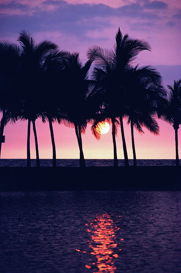 Silhouette Of Palm Trees On The Beach Photograph by Dreampictures ...