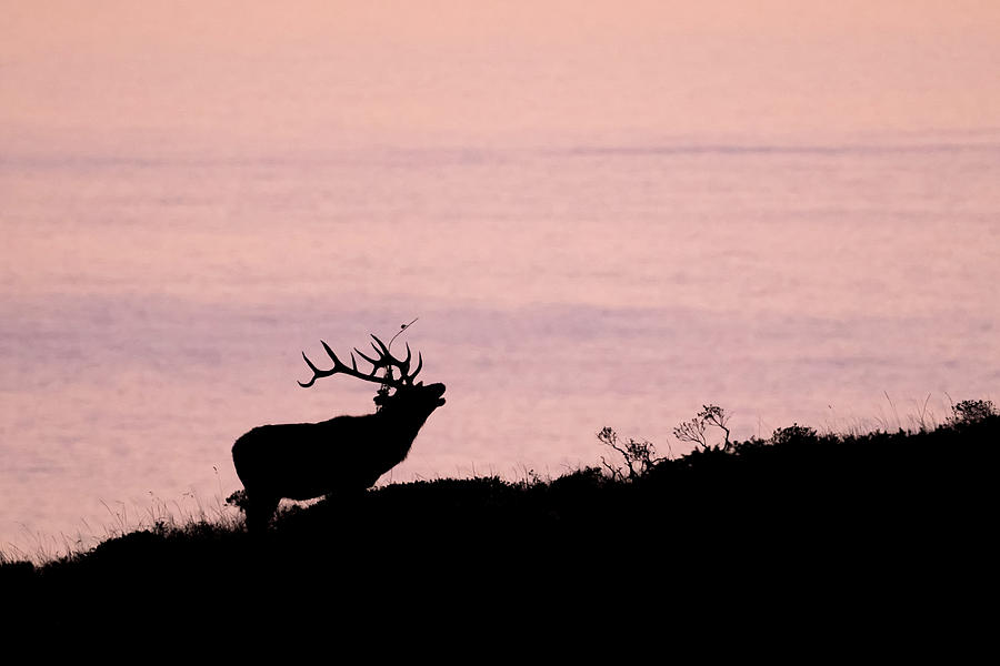 Wildlife Digital Art - Silhouetted Tule Elk Buck (cervus Canadensis Nannodes) On Coast At Sunset, Point Reyes National Seashore, California, Usa #1 by Jouko Van Der Kruijssen