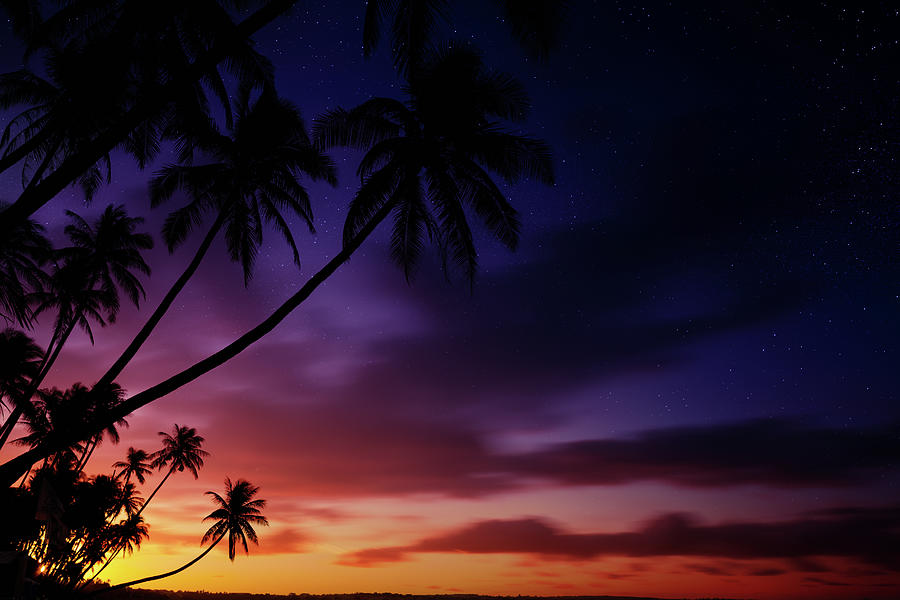 Silhouettes Of Palm Trees On Sunset #1 Photograph by Sankai