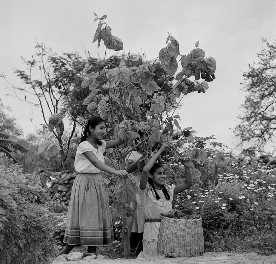 Silk Farming In Jalisco, Mexico #1 Photograph by Michael Ochs Archives