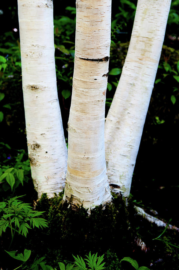 Silver Birch Trees Photograph