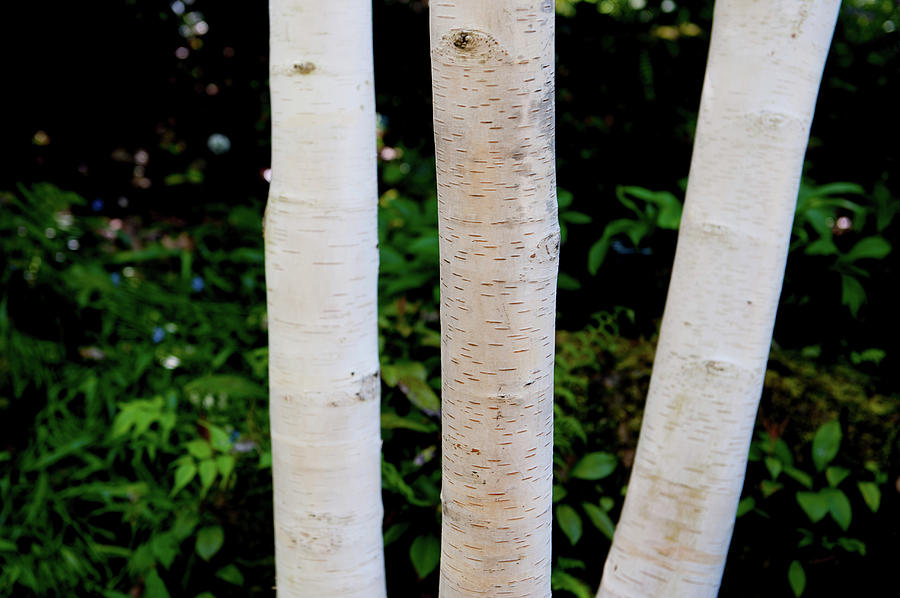 Silver Birch Trees ii #2 Photograph by Helen Jackson