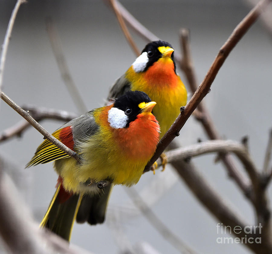 Love Photograph - Silver-eared Mesia by Wang Liqiang Love Photograph - Silver-eared Mesia by Wang Liqiang