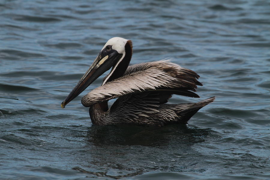 Silver Lake Pelican 6 #1 Photograph by Cathy Lindsey - Fine Art America