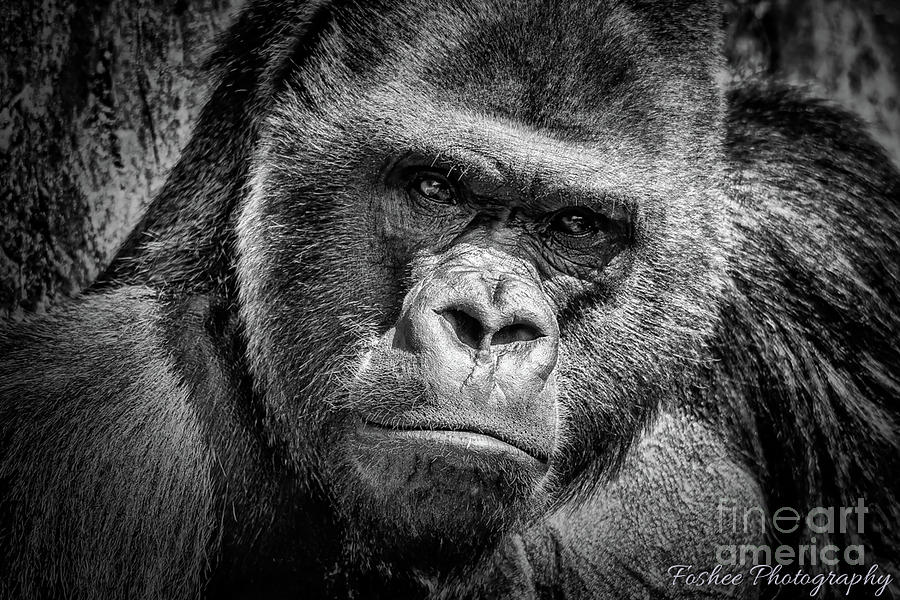 Gorilla Photograph - Silverback by James Foshee Gorilla Photograph - Silverback by James Foshee
