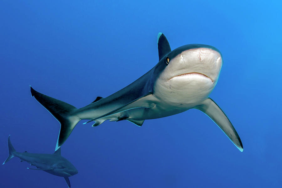 Silvertip Shark Carcharhinus #1 Photograph by Bruce Shafer