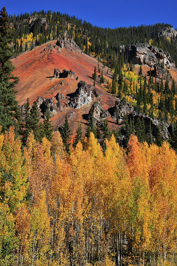Silverton Aspens #1 Photograph by Ray Mathis