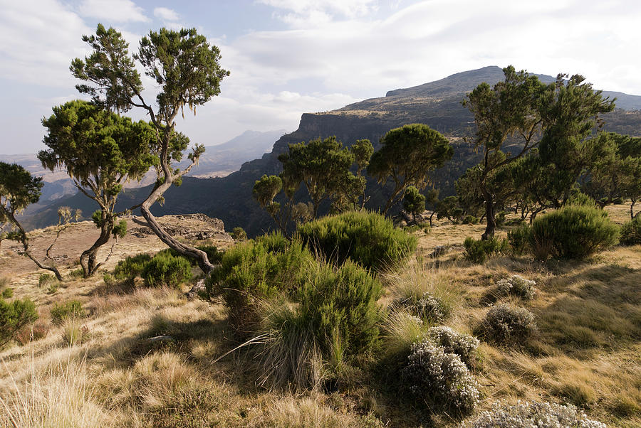 Simien Escarpment Landscape, Chenek #1 Photograph by John Elk