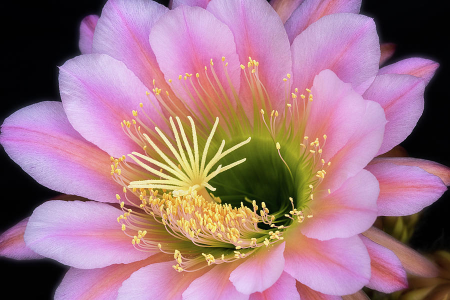 Echinopsis Photograph - Simple Beauty #1 by Saija Lehtonen