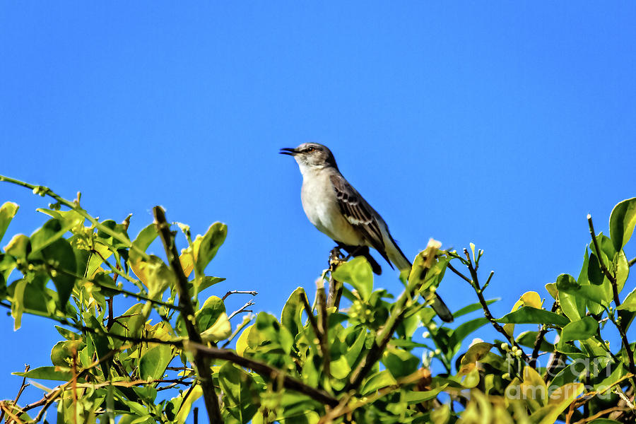 Singing Mockingbird Photograph by Robert Bales