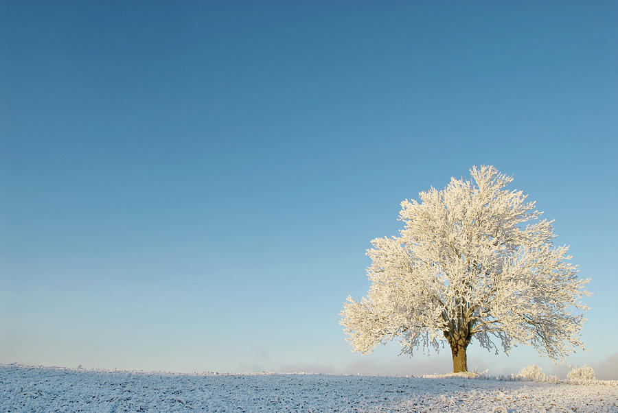 Single Elm Tree Covered In Snow In Open #1 Photograph by Erik Buraas