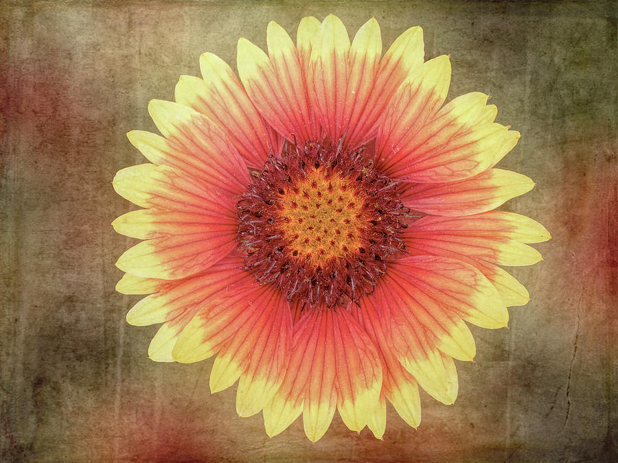 Single Indian Blanket Flower 1 Mixed Media by Leslie Montgomery