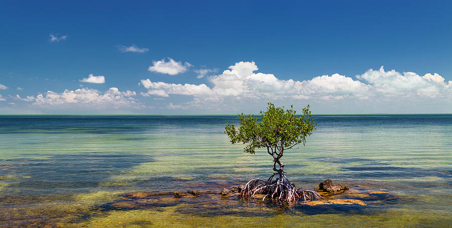 Single Mangrove Tree In The Gulf Photograph by Panoramic Images