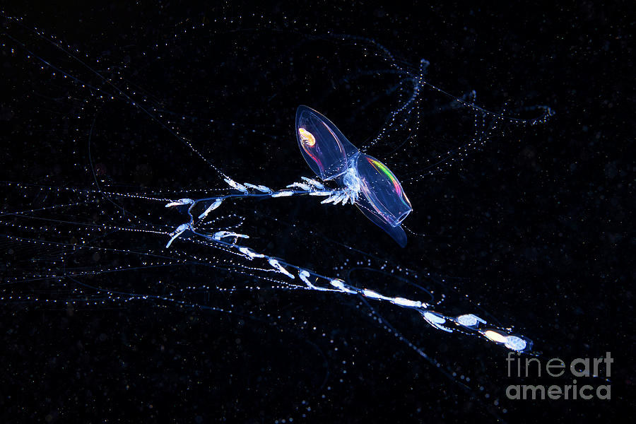 Siphonophore Colony #1 Photograph by Alexander Semenov/science Photo Library