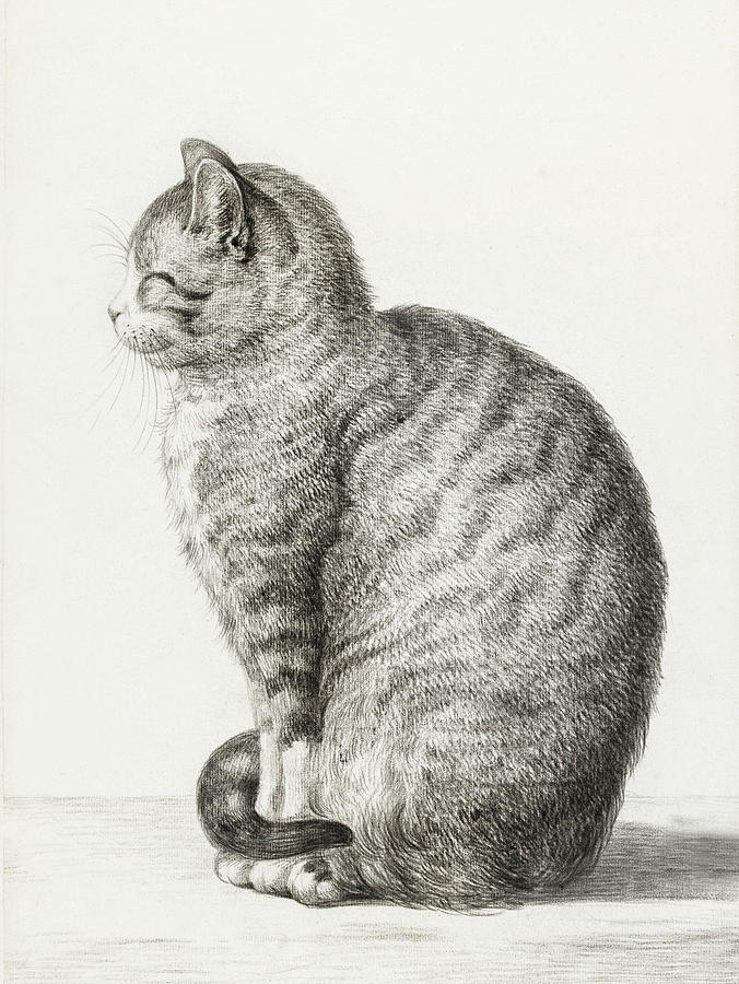 Sitting cat Drawing by Jean Bernard