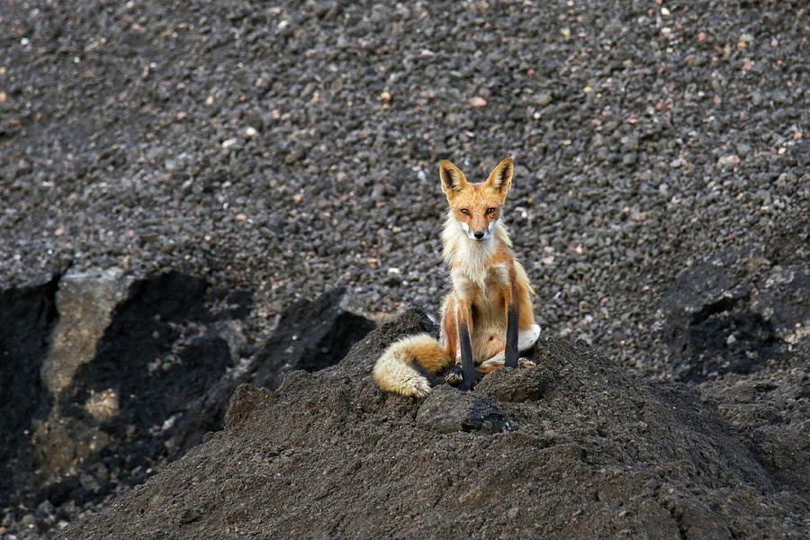Sitting Fox #1 Photograph by Brook Burling