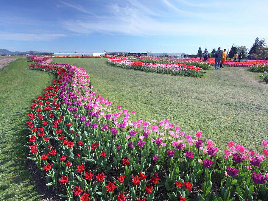 Tulip Festival In Mount Vernon Washington