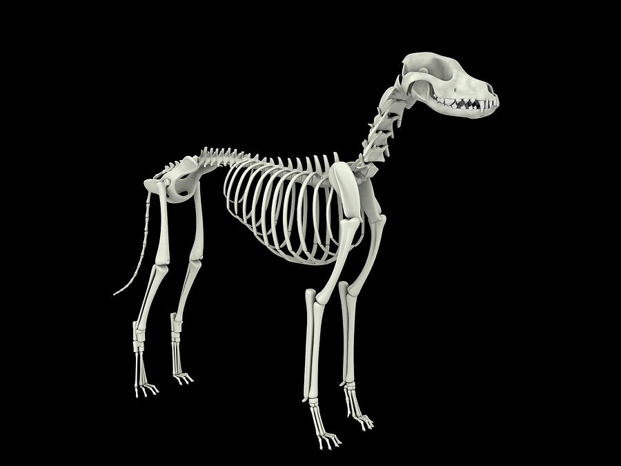 Skeletal System Of A Dog, Side View #1 Photograph by Stocktrek Images