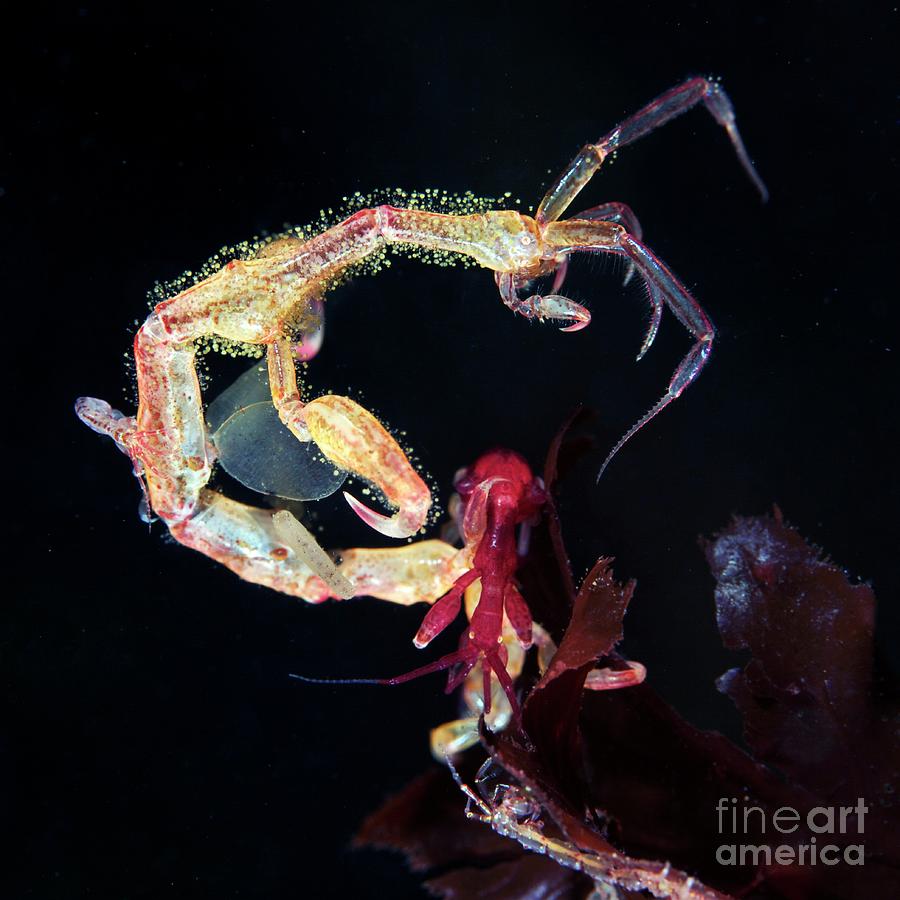 Skeleton Shrimp #1 by Science Photo Library