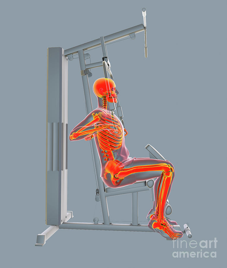 Skeleton Training On A Hammer Strength Machine #1 Photograph by Kateryna Kon/science Photo Library