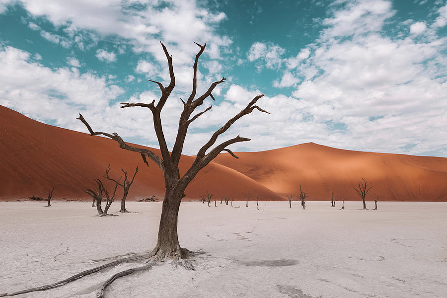 namib desert trees