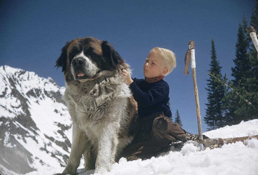 Skiing With A St Bernard Photograph by George Silk